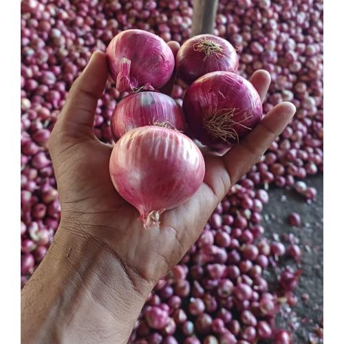 35mm Fresh Red Onion