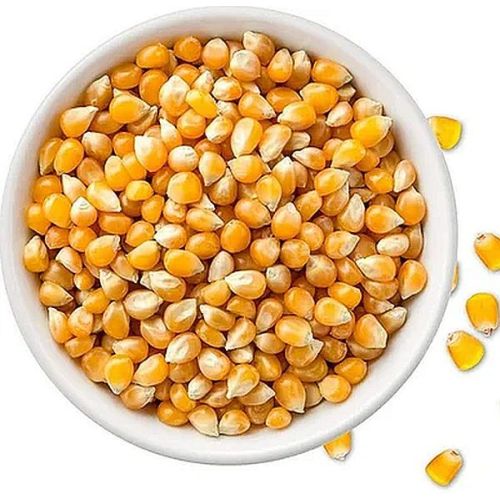 Dried Corn Kernel