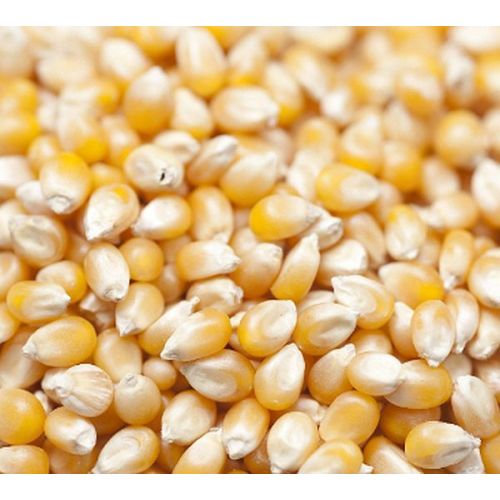 Maize Seeds