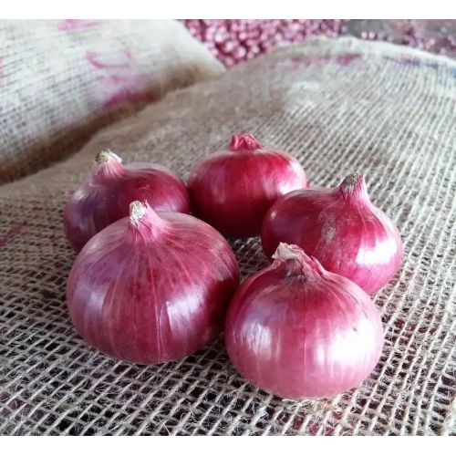 Nashik Red Onion