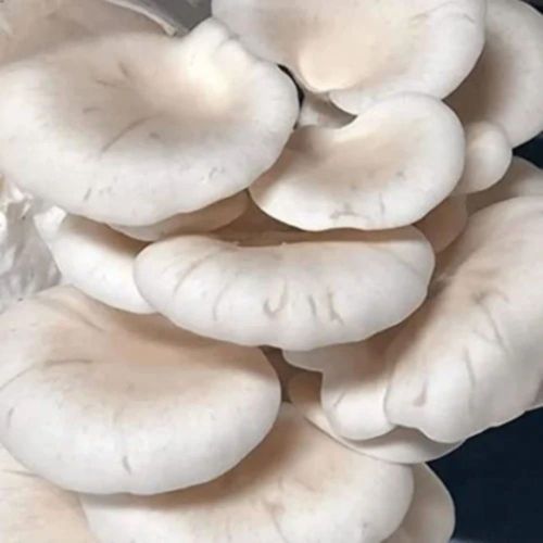 Clean White Oyster Mushroom