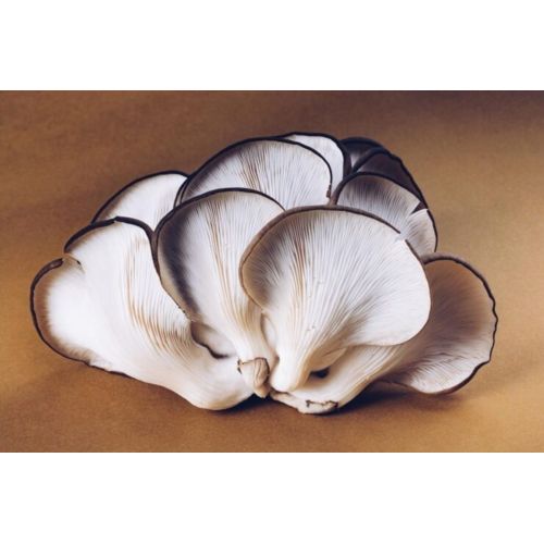 Farm Grown Oyster Mushroom Bunch