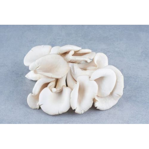 Fresh Picked White Oyster Mushrooms