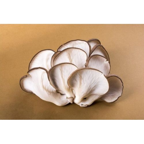 Fresh White Oyster Mushroom