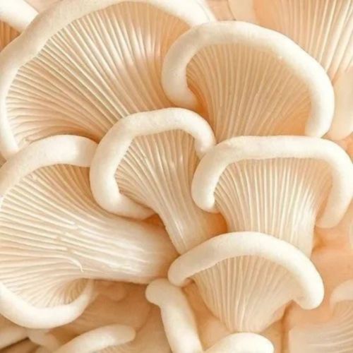 Gourmet White Oyster Mushroom