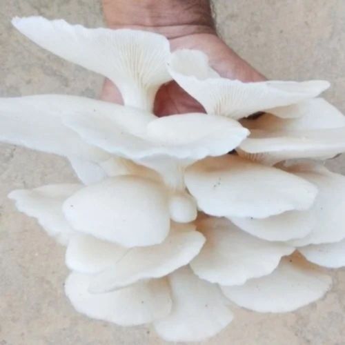 Oyster Cluster Mushroom Collection