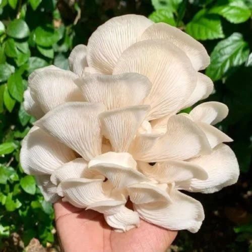 Healthy Oyster Cluster Mushroom