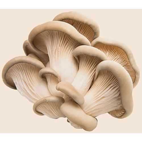 Organic White Oyster Mushroom
