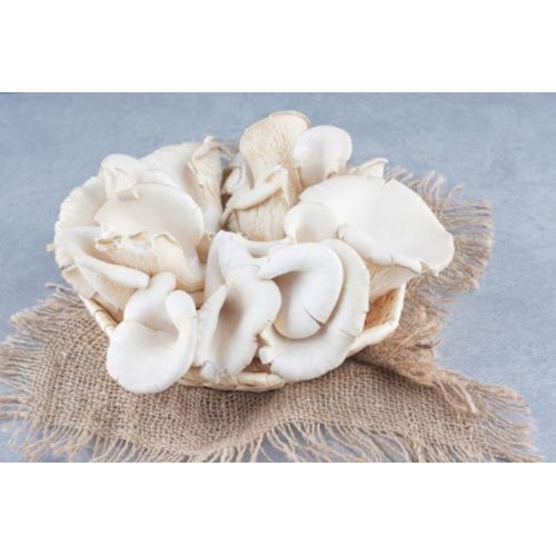 fresh harvest oyster mushroom