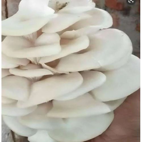 Pure White Oyster Mushroom