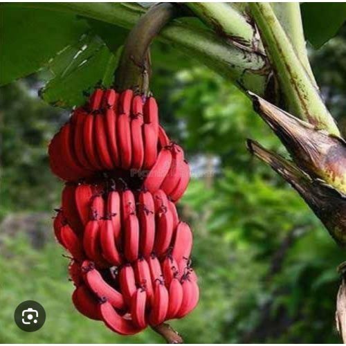 Fresh Red Banana