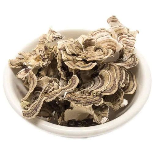 Turkey Tail Mushroom