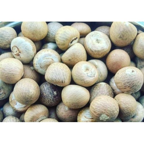Natural White Betel Nut
