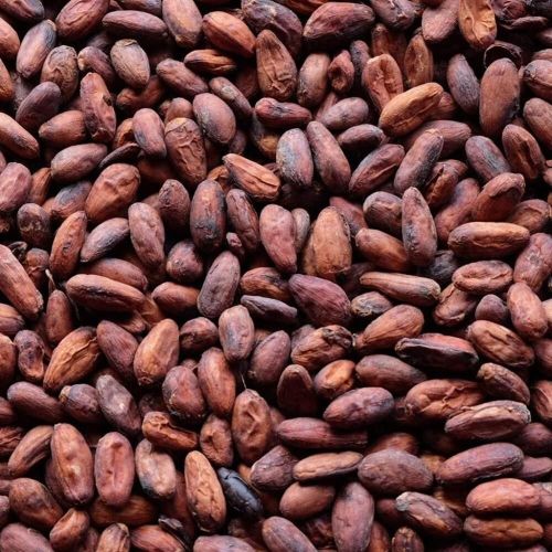 Premium Chocolate Cocoa Beans