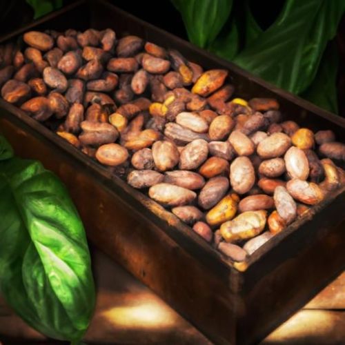 Premium Raw Cocoa Beans