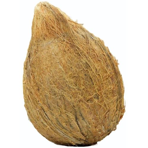 Fresh Whole Husked Coconut
