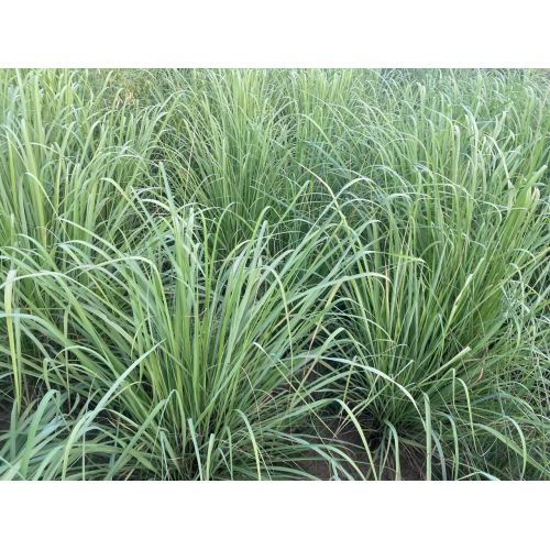 Lemon Grass Plant