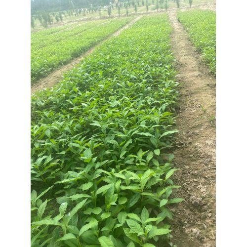 Sarpagandha Nursery Plants