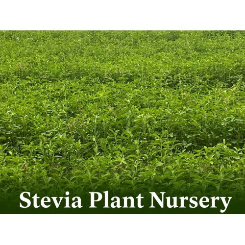 Stevia Nursery Plants