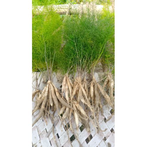 Yellow Shatavari Plant