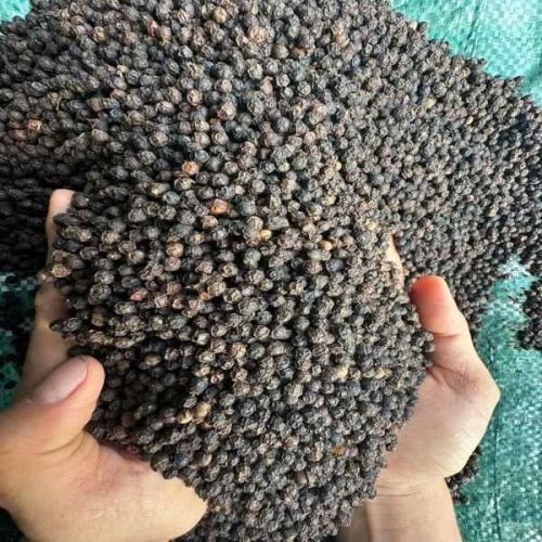 Organic Black Pepper Seeds