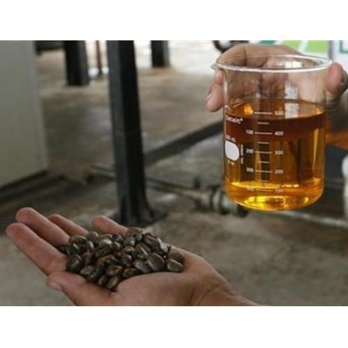 Jatropha Seed Oil