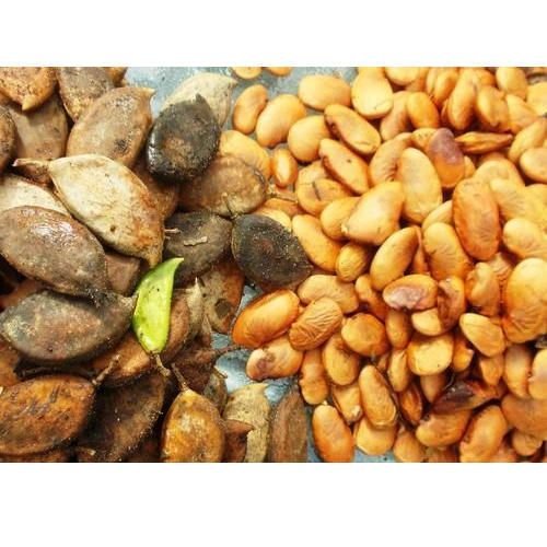 Pongamia Pinnata Seeds