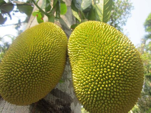 Fresh Jackfruits