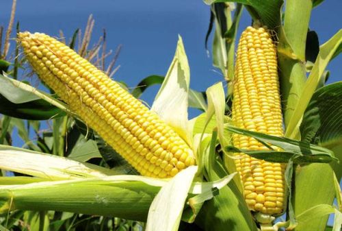 Yellow Maize