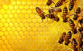 Natural Honey