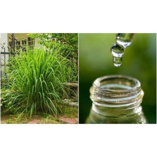 Citronella Essential Oil