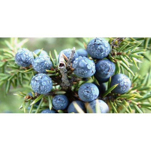 Juniper Berry Essential Oil