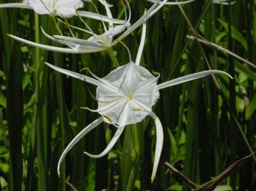 Lily Flower Plant