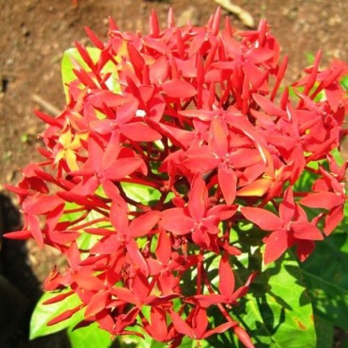 Perennial Flowering Plants