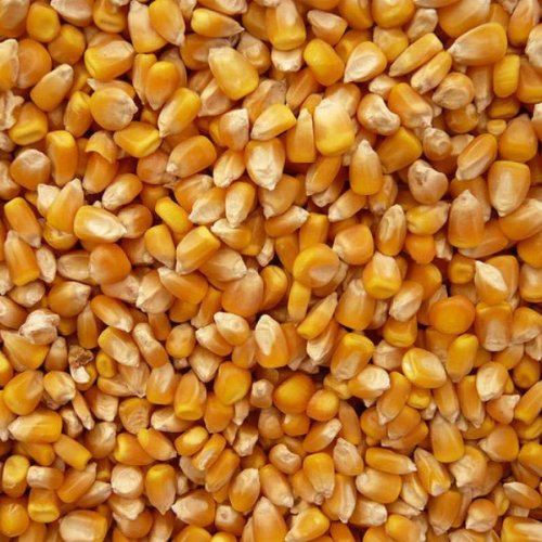 yellow maize seeds