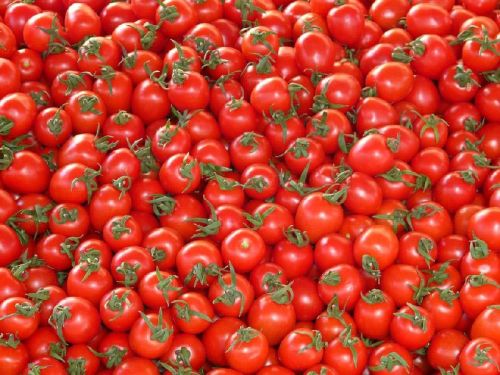 fresh tomato