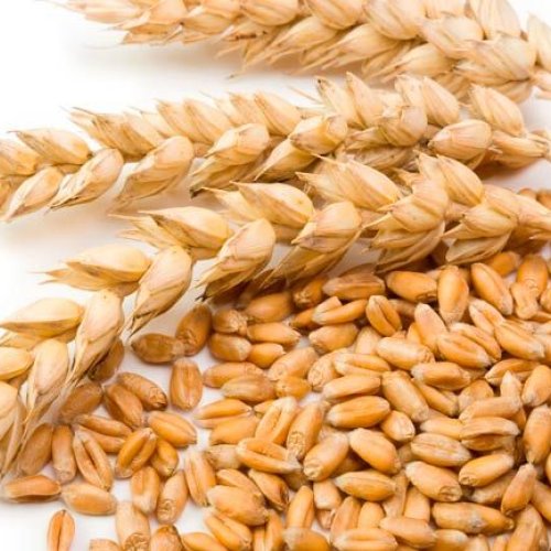 Whole Wheat