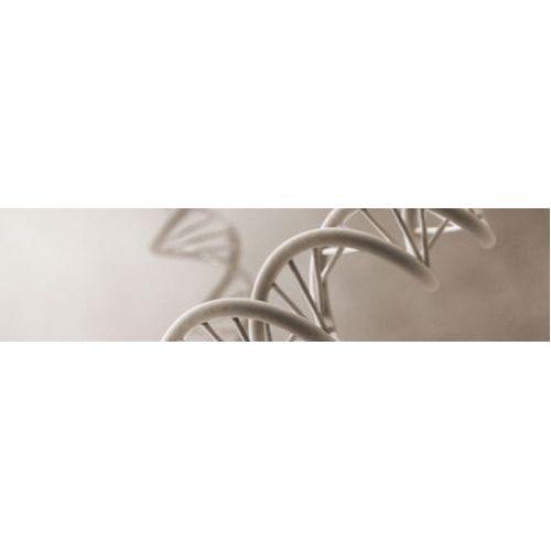 Modifying and Restriction Enzymes