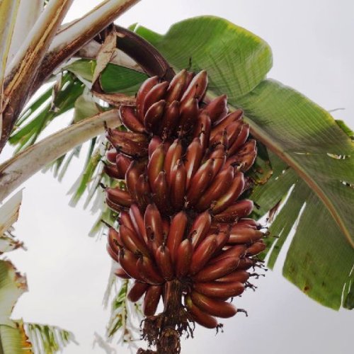 Red Banana Plant