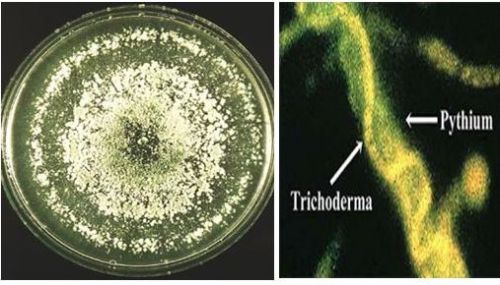 Tricox Eco Friendly Plant Protector