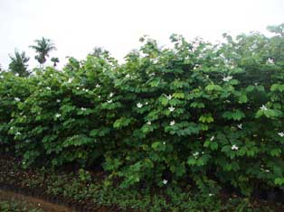 Nursery Plants