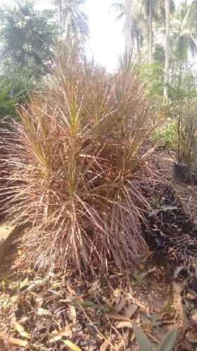 Dracaena Colorama Plant