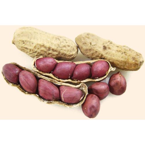 Groundnut Kernels