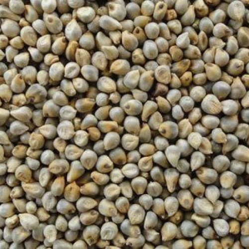 Bajra Seeds
