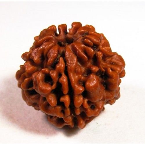 Pure Rudraksha