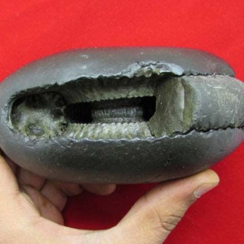 Shaligram Laxmi Narayan Shila