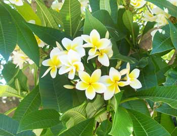 Frangipani Absolute Oil