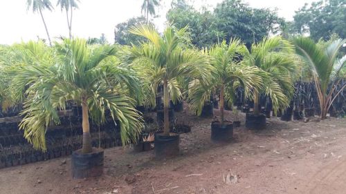 Garden Nursery Plants,Jackfruit Plants,Palm Plants Supplier India