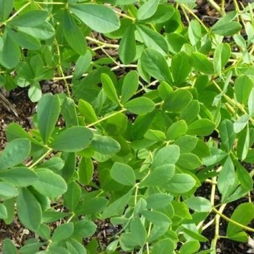 Ultra Flower Plant Energizer