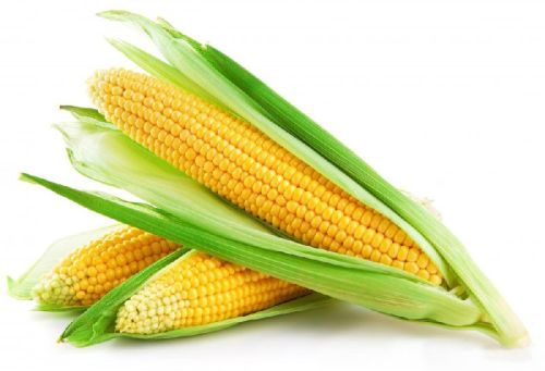 Yellow Maize